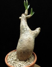 Pachypodium inopinatum