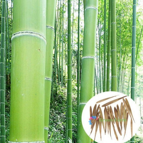 100 semi phyllostachys edulis - phyllostachys,