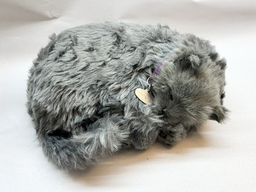 Gattino petzzz grigio che - gattino,