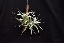 Tillandsia albida