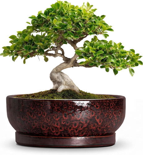 Vasi per bonsai - 10, pollici