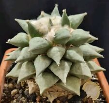 ARIOCARPUS FURFURACEUS