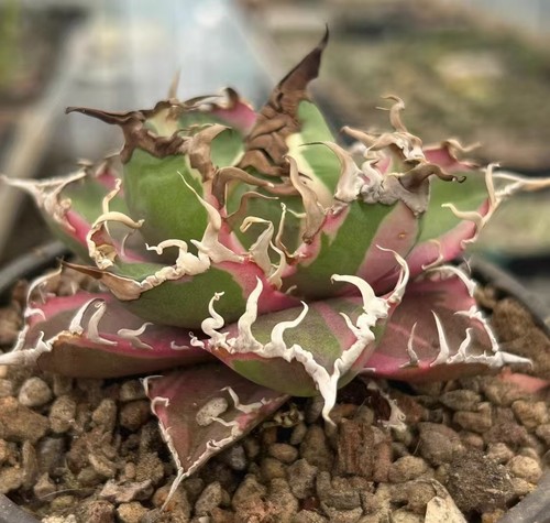 Rara pianta cactus agave - di,
