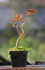 Prebonsai Melograno  (78)