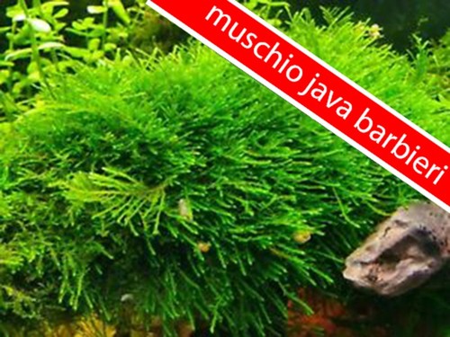 Muschio java moss - muschio,