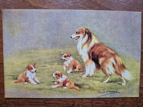 Persis kirmse lassie collie - kirmse,