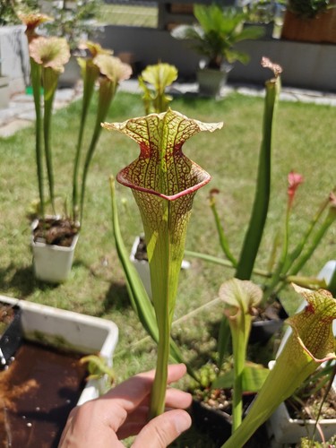 Sarracenia brooks hybrid - brooks, x