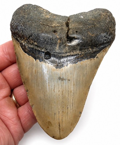 Dente squalo megalodonte - di,