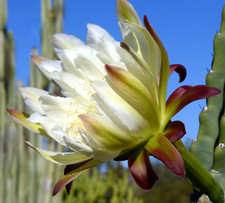 Cereus peruvianus SEEDS -  -