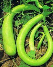 Semi zucca zucchina - 20, zucchina-