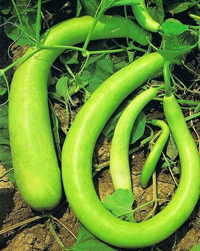 Semi zucca zucchina - 20,