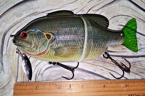 Cichlid 2 4 - #03, 2,4