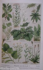 MEDICINA_ERBORISTERIA_PIANTE