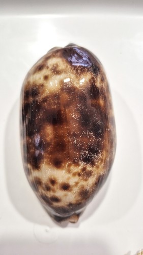Cyprea testudinaria - cyprea,