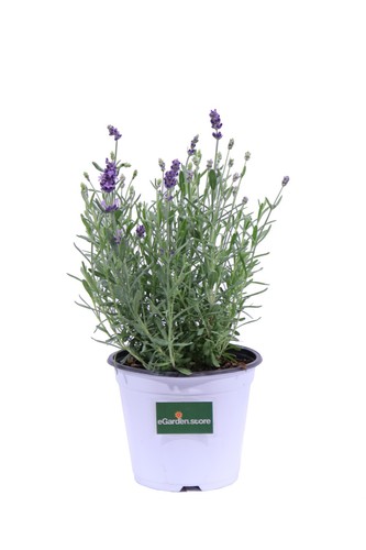 Pianta vera lavanda - pianta,