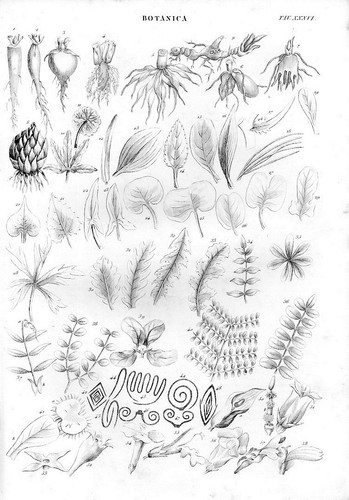 Stampa antica botanica radici - stampa,