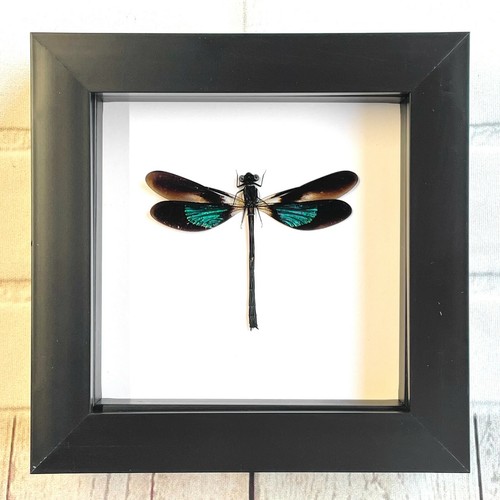 Metallic gossamer wing - metallic,