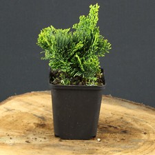 Chamaecyparis obtusa nana - chamaecyparis,