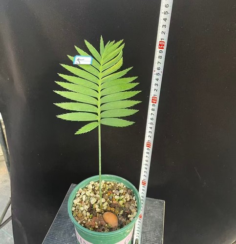 Dioon spinulosum wysiwyg - spinulosum,