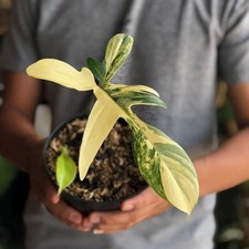 Philodendron Florida Beauty