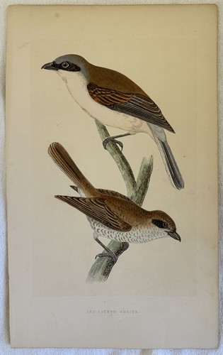 Red backed shrike - shrike, averla