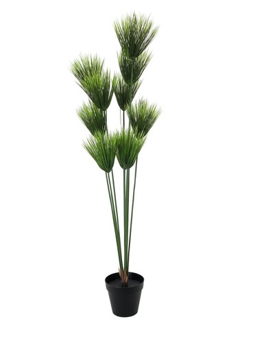 Europalms pianta papiro - europalms,