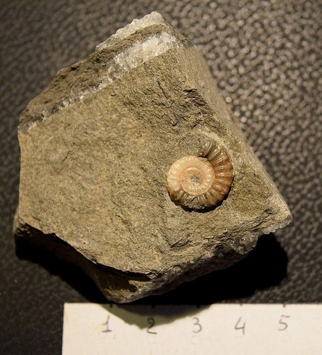 Ammoniti promicoceras - ammoniti:,