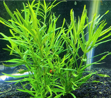 Piante acquario dolce - acquario,