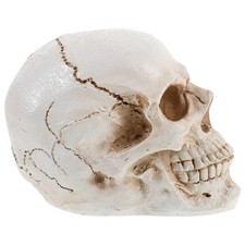  Scheletro Didattico Anatomico