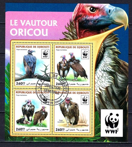 Animali uccelli wwf gibuti - wwf,