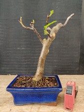 bonsai di fico  h 28 cm visita