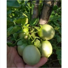 50 semi di POMODORO SICCAGNO
