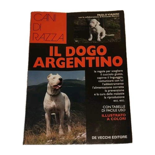 Dogo argentino paolo - dogo,