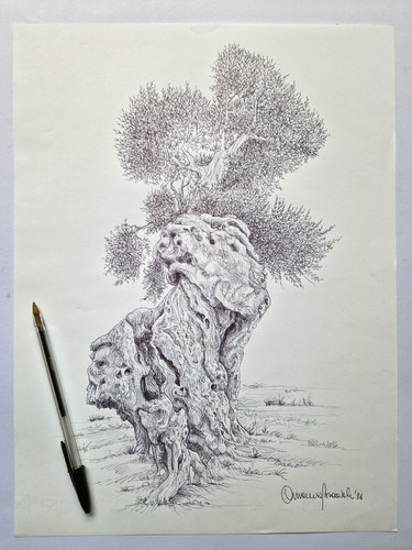 Ulivo salentino disegno con - ulivo,