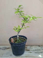 PRE BONSAI LIMONE VOLKAMERIANO VASO 14 ALTEZZA SOLO PIANTA 33CM
