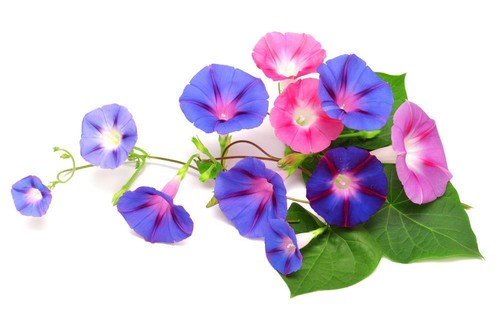 Morning glory ipomea early - morning, glory,