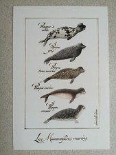 Marine Mammals Domitille Heron