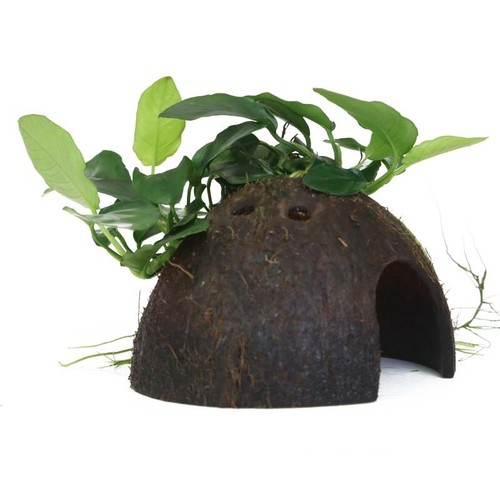Pianta per acquario anubias - pianta,