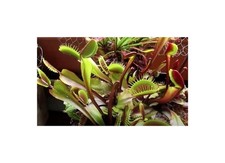 5 semi di trappola per mosche