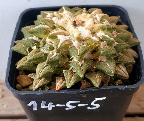 Ariocarpus kotchoubeyanus