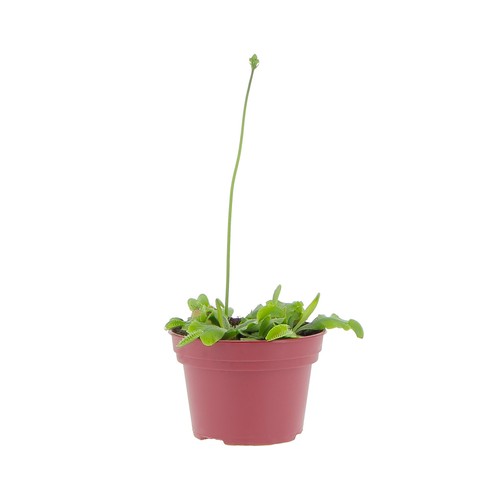 Kentis dionaea muscipula - kentis,