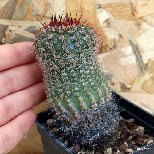 Notocactus rutilans vaso cm - vaso,