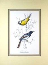 UCCELLI - PARVUS MAJOR