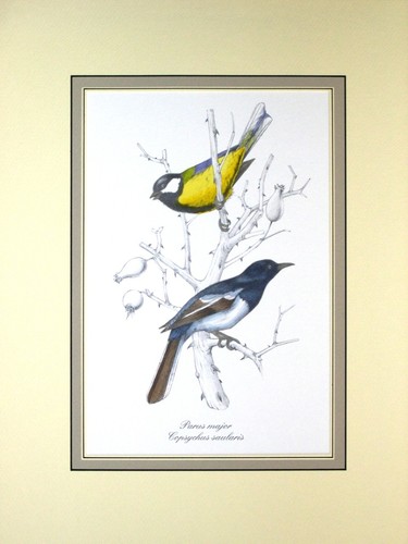 Uccelli parvus major - uccelli,