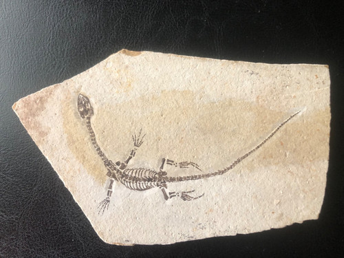 ANFIBIO-NOTHOSAURIA-Drago