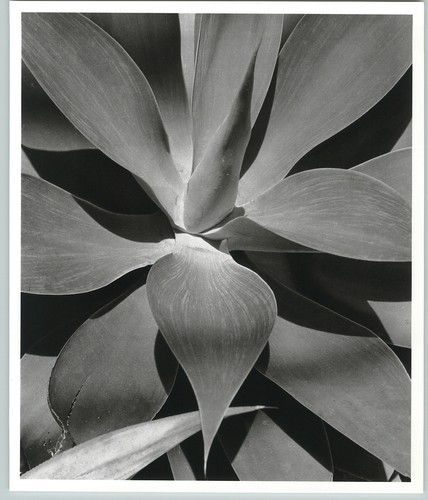 1945 1992 agave - 1992,