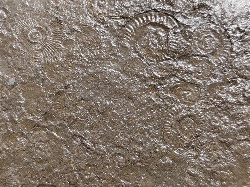 Ammoniti fossili - ammoniti,