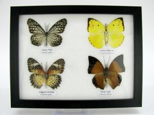 4 farfalle vere, imbottite