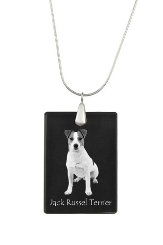 Jack russell terrier drito - jack,