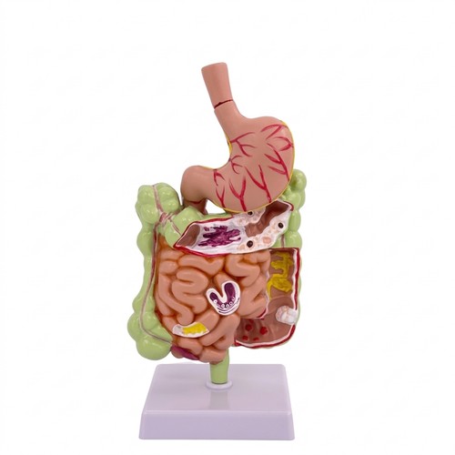 Modello stomaco intestino - modello, di